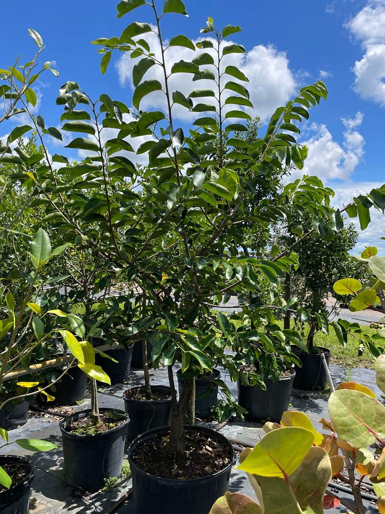 annona-glabra-pond-apple