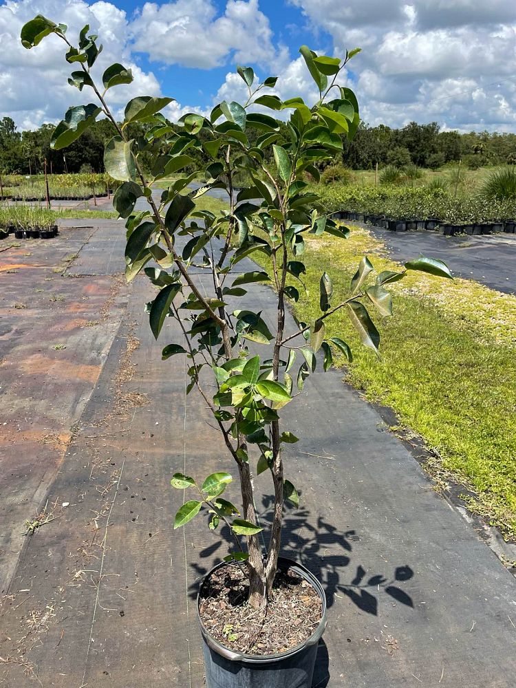 annona-glabra-pond-apple