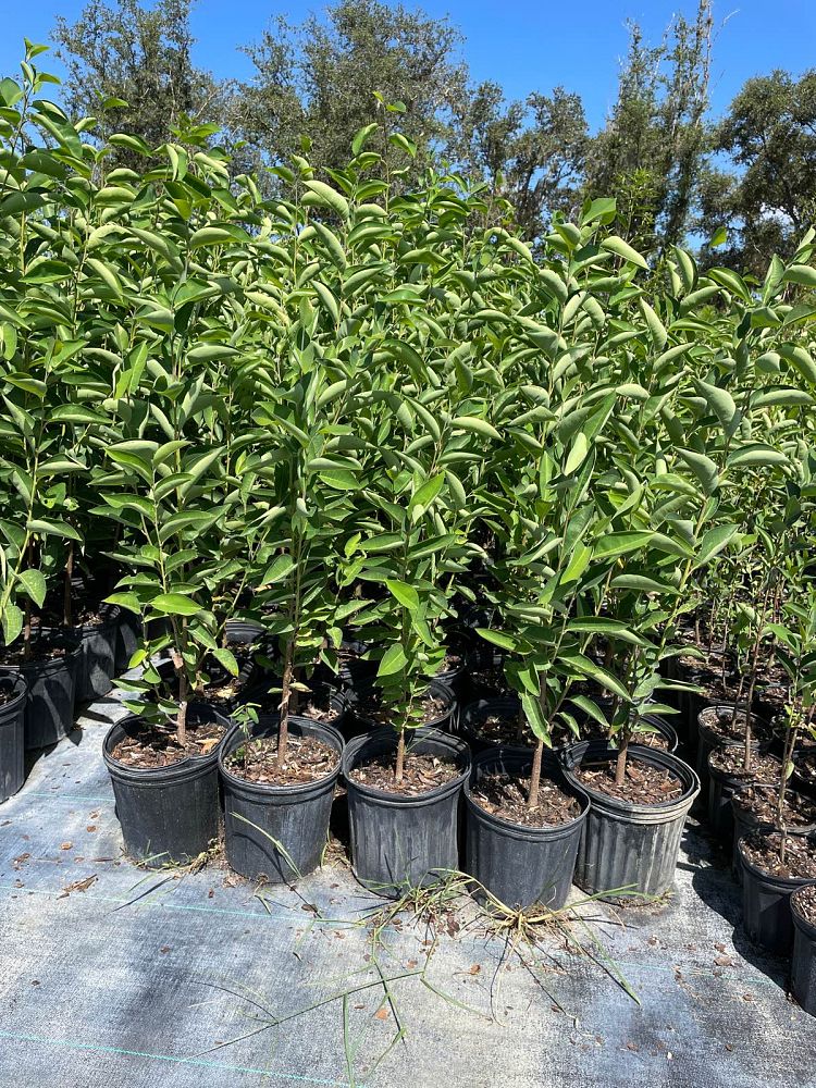 annona-glabra-pond-apple