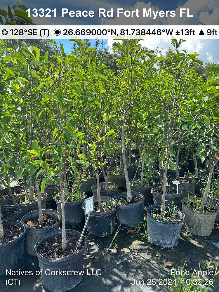 annona-glabra-pond-apple