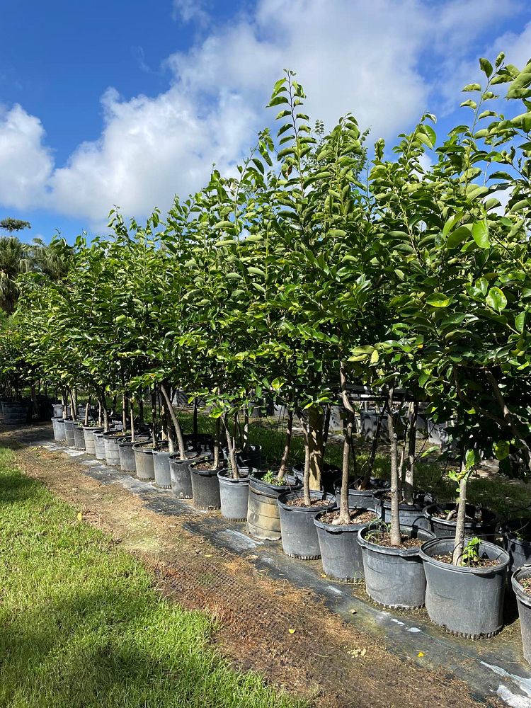 annona-glabra-pond-apple