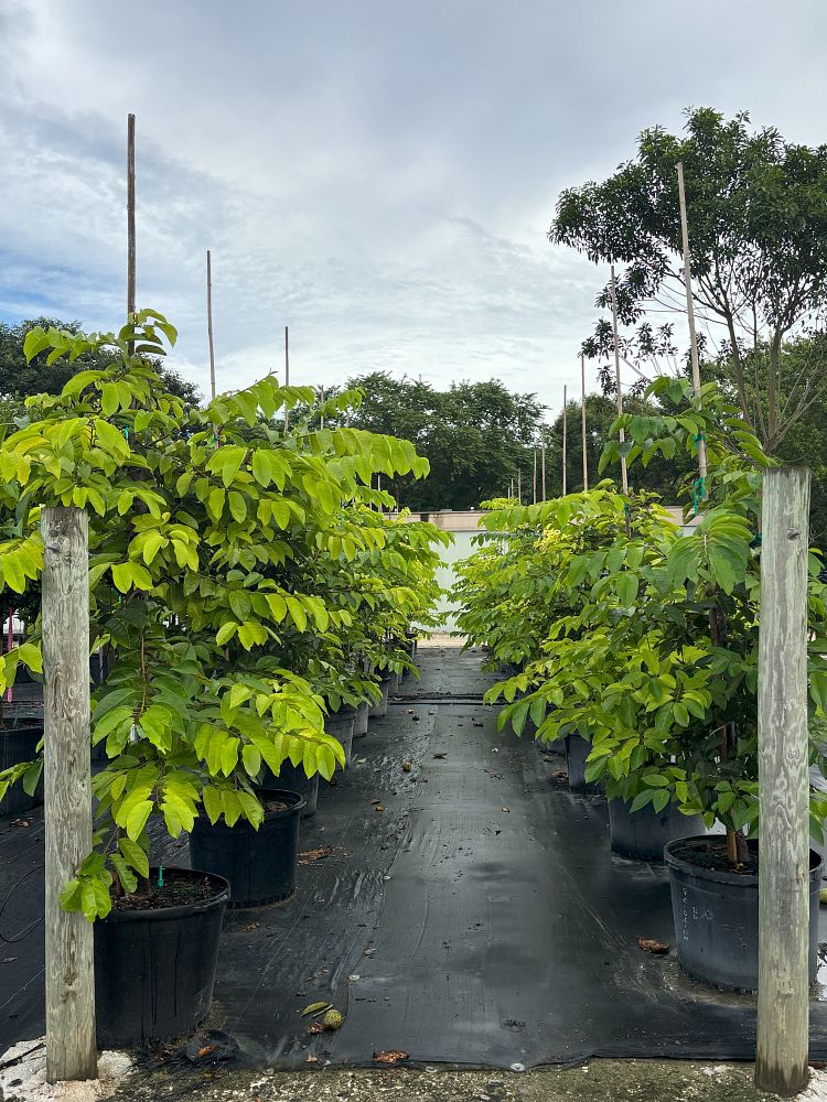 annona-glabra-pond-apple