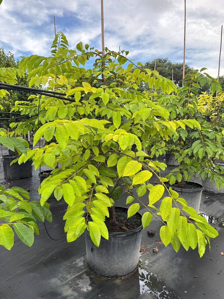 annona-glabra-pond-apple