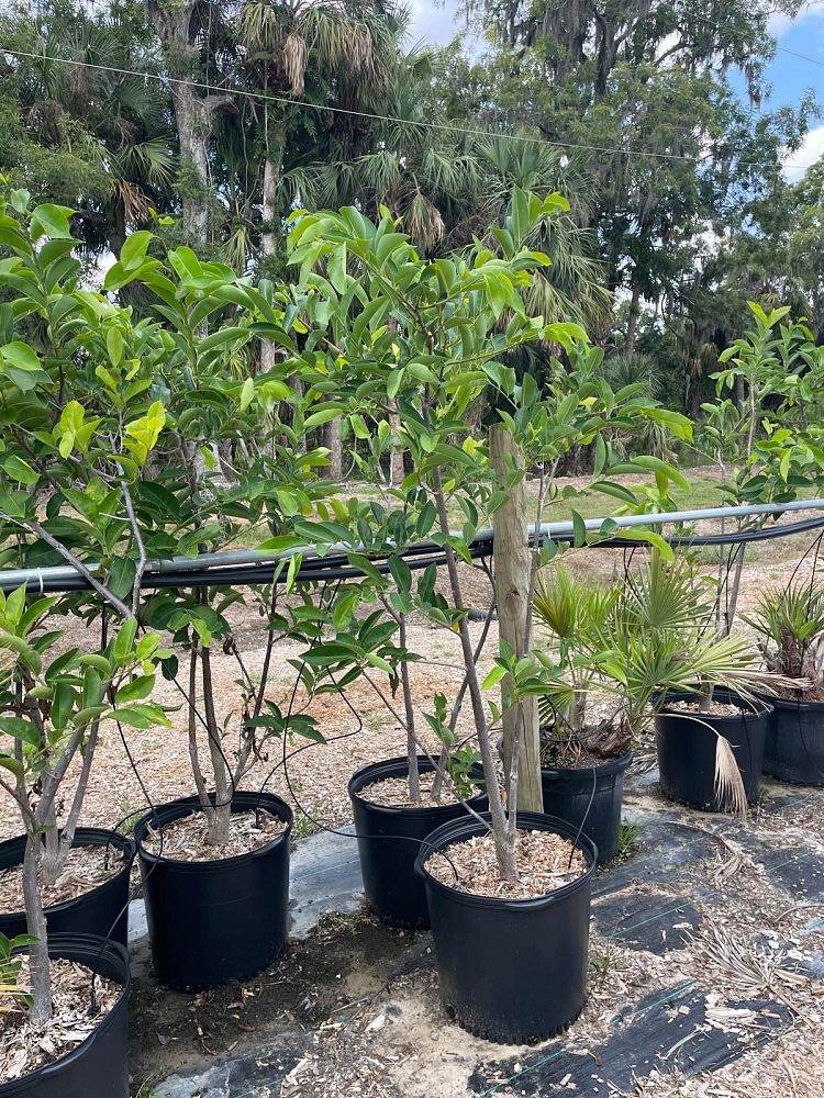 annona-glabra-pond-apple
