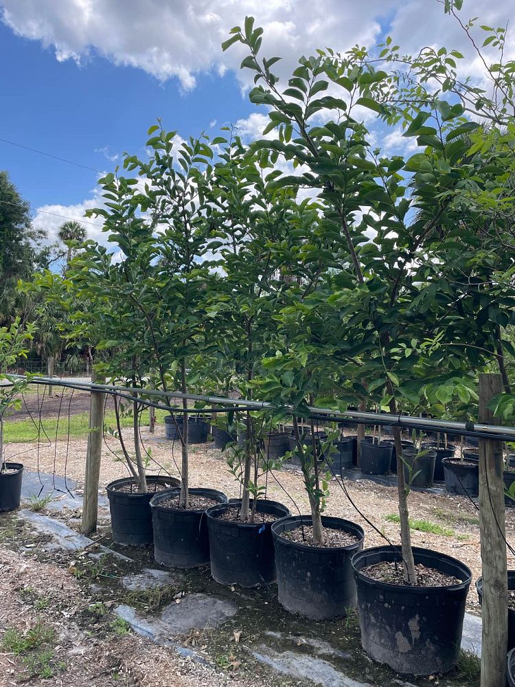 annona-glabra-pond-apple