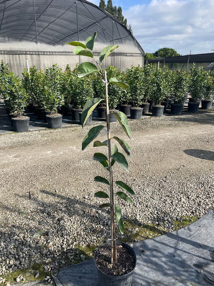 annona-glabra-pond-apple