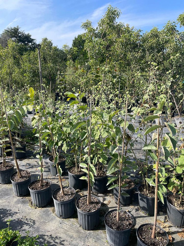 annona-glabra-pond-apple