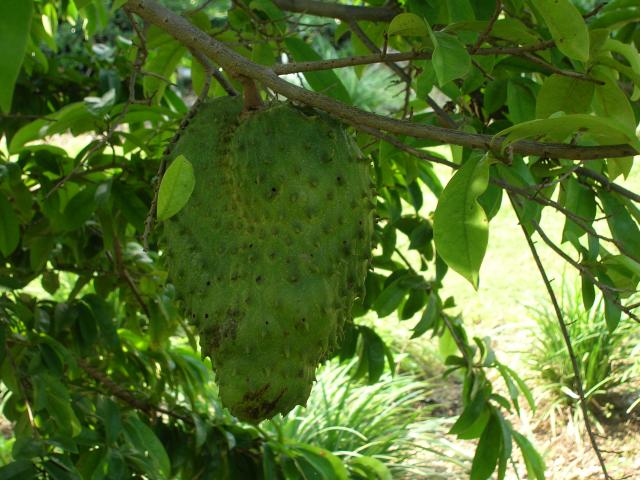 annona-muricata-soursop-guanabana