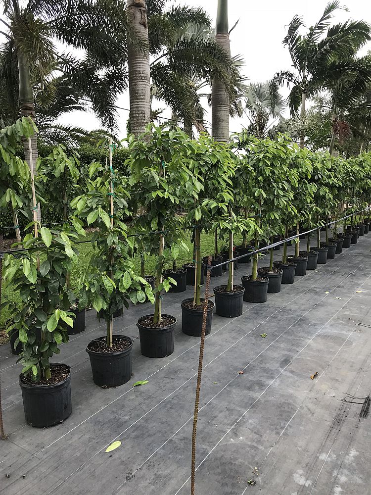annona-muricata-soursop-guanabana