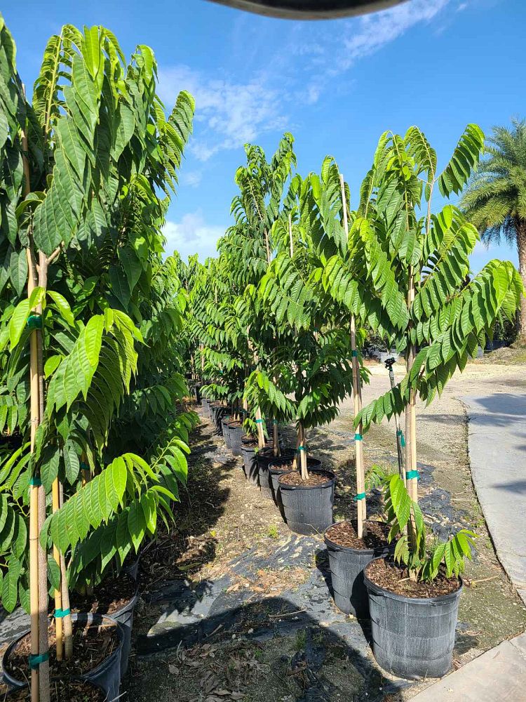 annona-muricata-soursop-guanabana