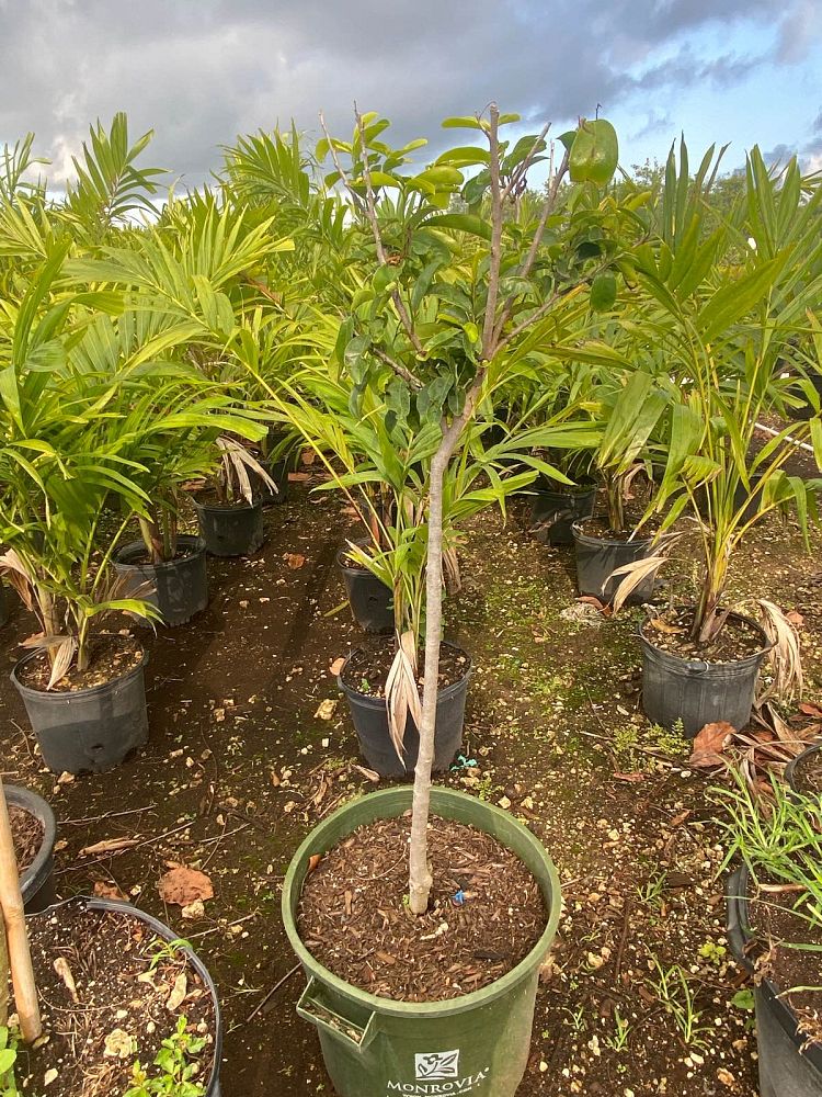annona-muricata-soursop-guanabana