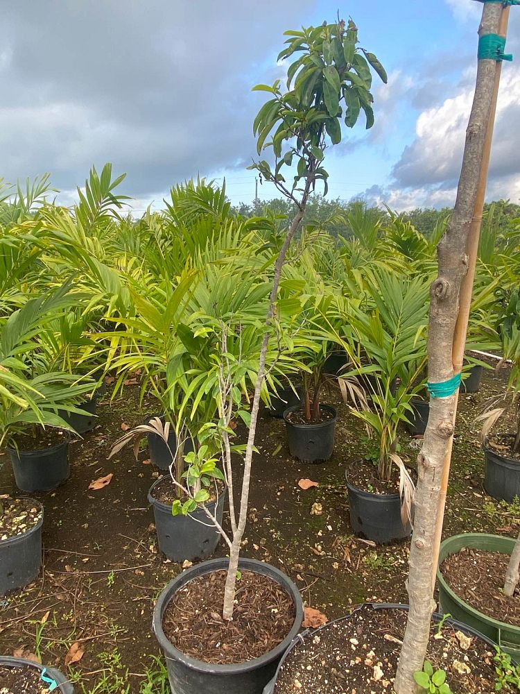 annona-muricata-soursop-guanabana