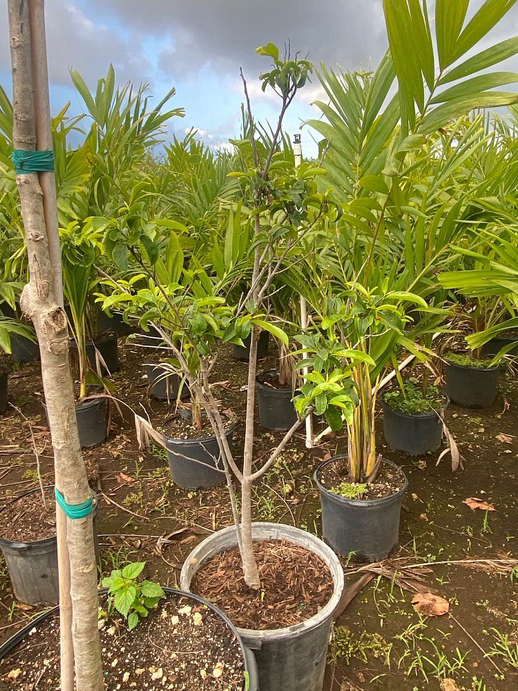 annona-muricata-soursop-guanabana
