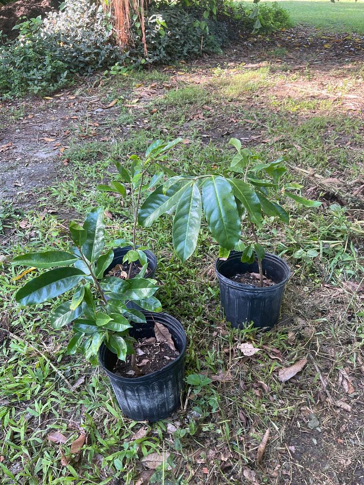 annona-muricata-soursop-guanabana