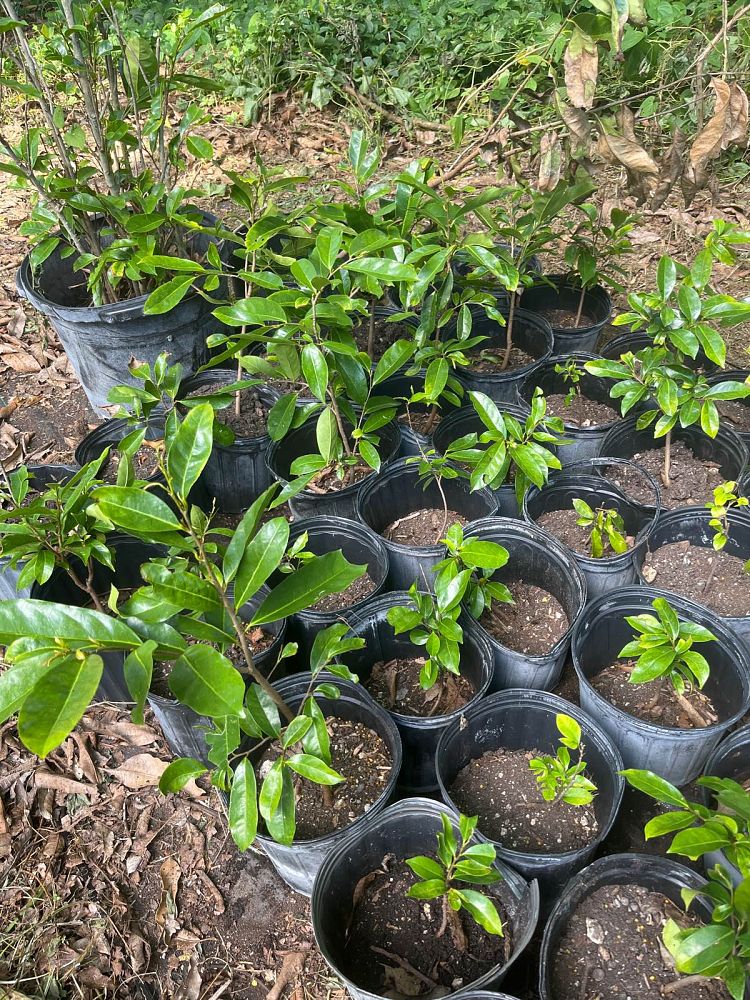 annona-muricata-soursop-guanabana