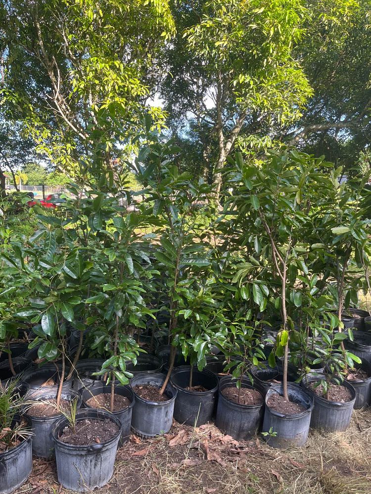 annona-muricata-soursop-guanabana