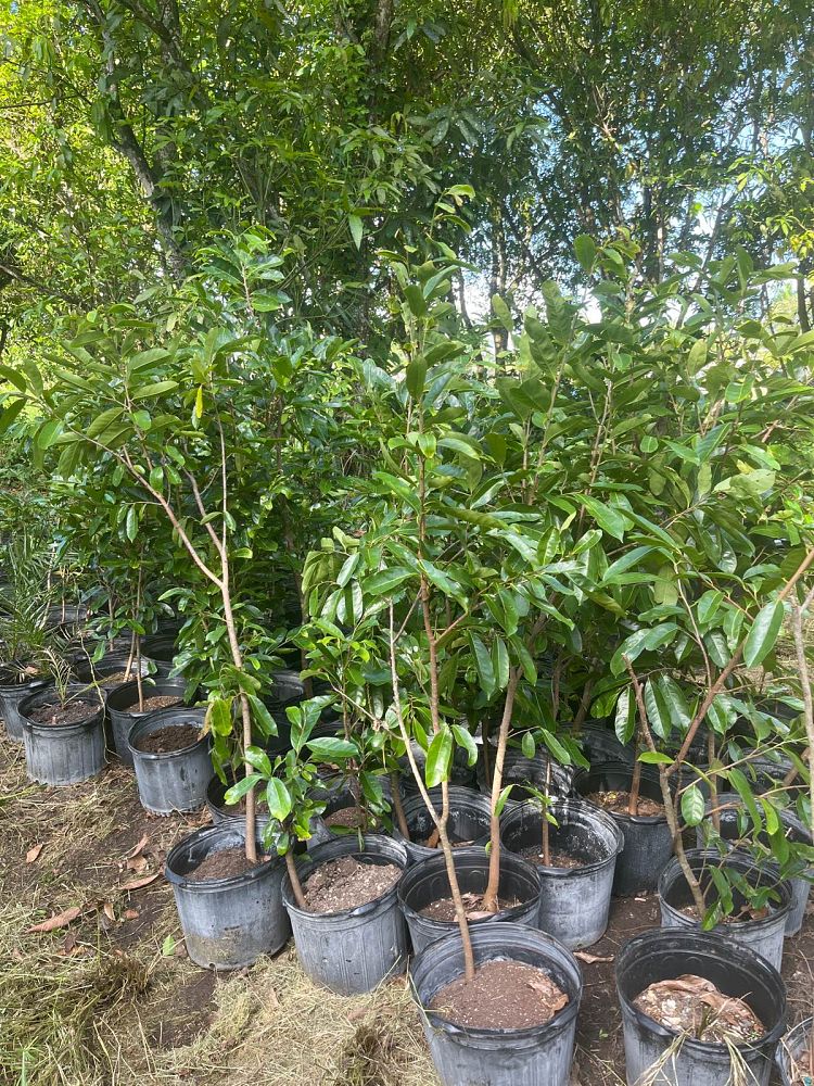 annona-muricata-soursop-guanabana