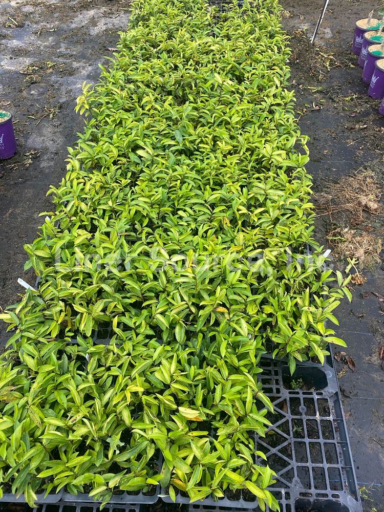 annona-muricata-soursop-guanabana