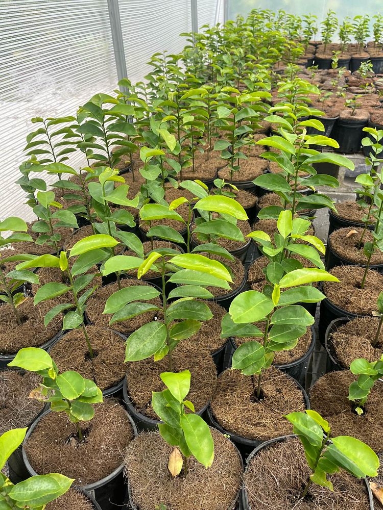 annona-muricata-soursop-guanabana