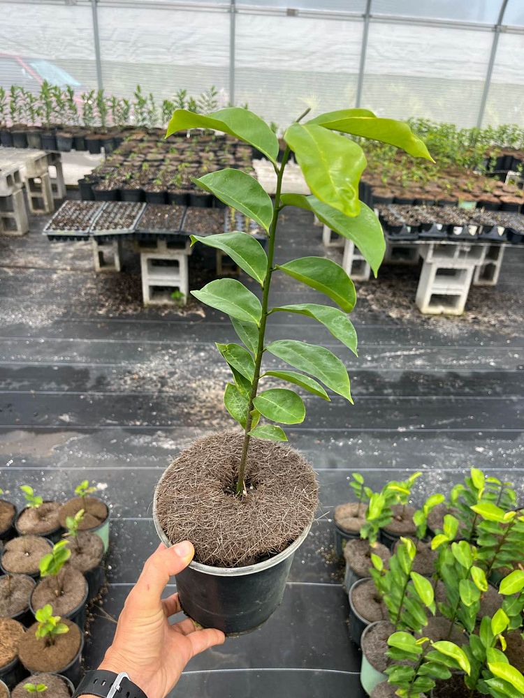 annona-muricata-soursop-guanabana