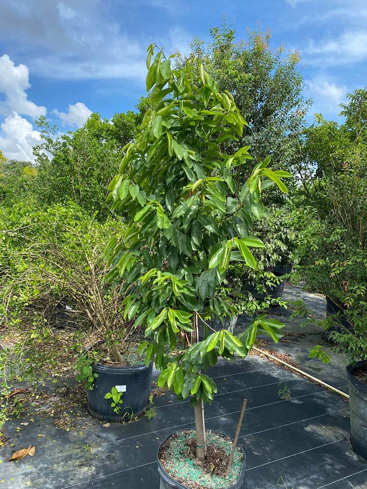 annona-muricata-soursop-guanabana