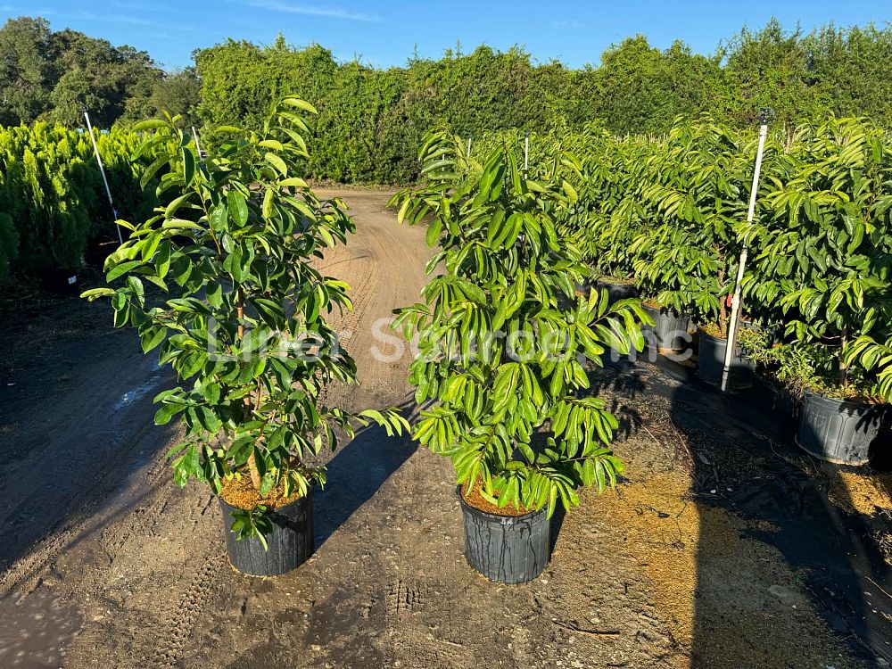 annona-muricata-soursop-guanabana