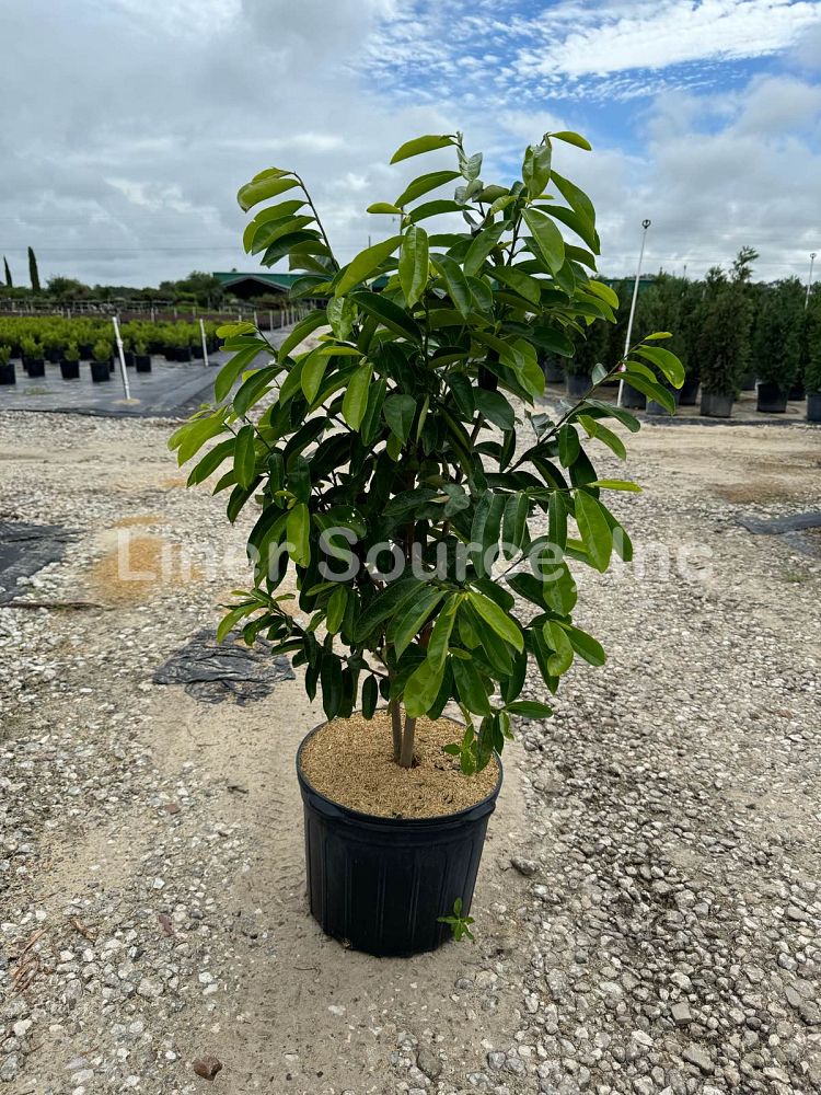 annona-muricata-soursop-guanabana