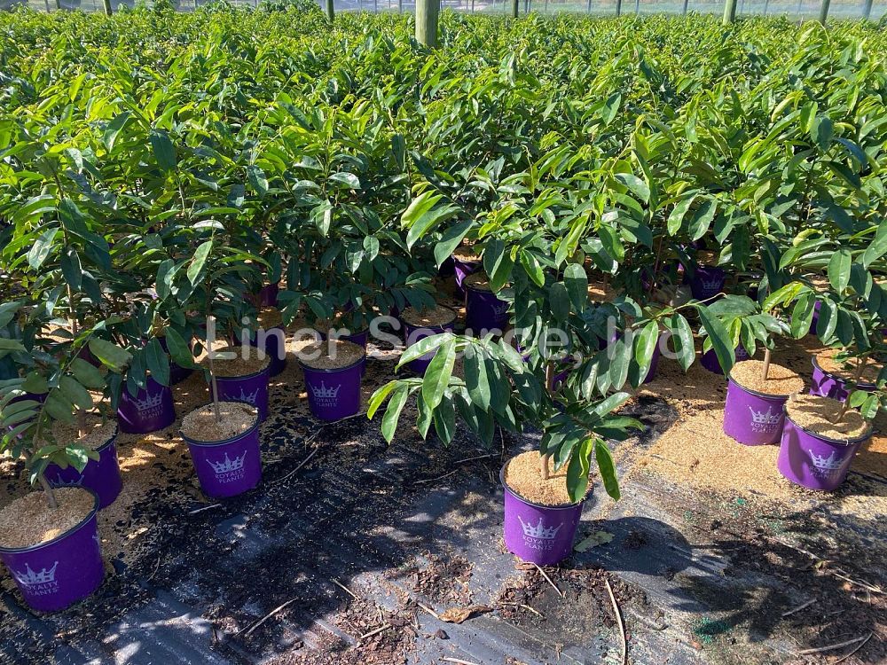 annona-muricata-soursop-guanabana