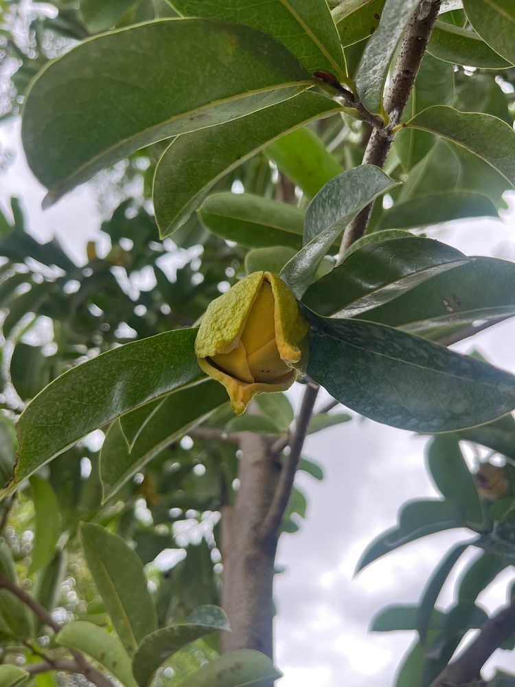 annona-muricata-soursop-guanabana