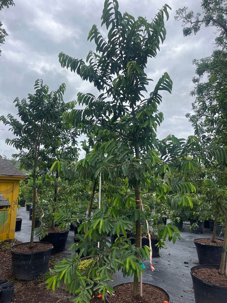 annona-muricata-soursop-guanabana