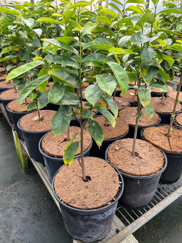 annona-muricata-soursop-guanabana