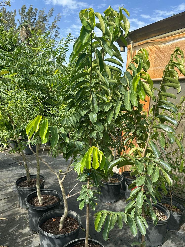 annona-muricata-soursop-guanabana