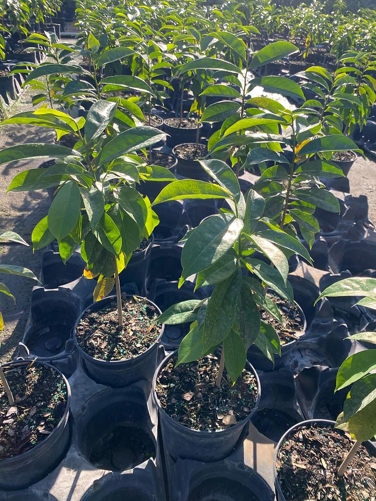 annona-muricata-soursop-guanabana