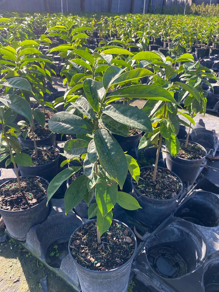 annona-muricata-soursop-guanabana