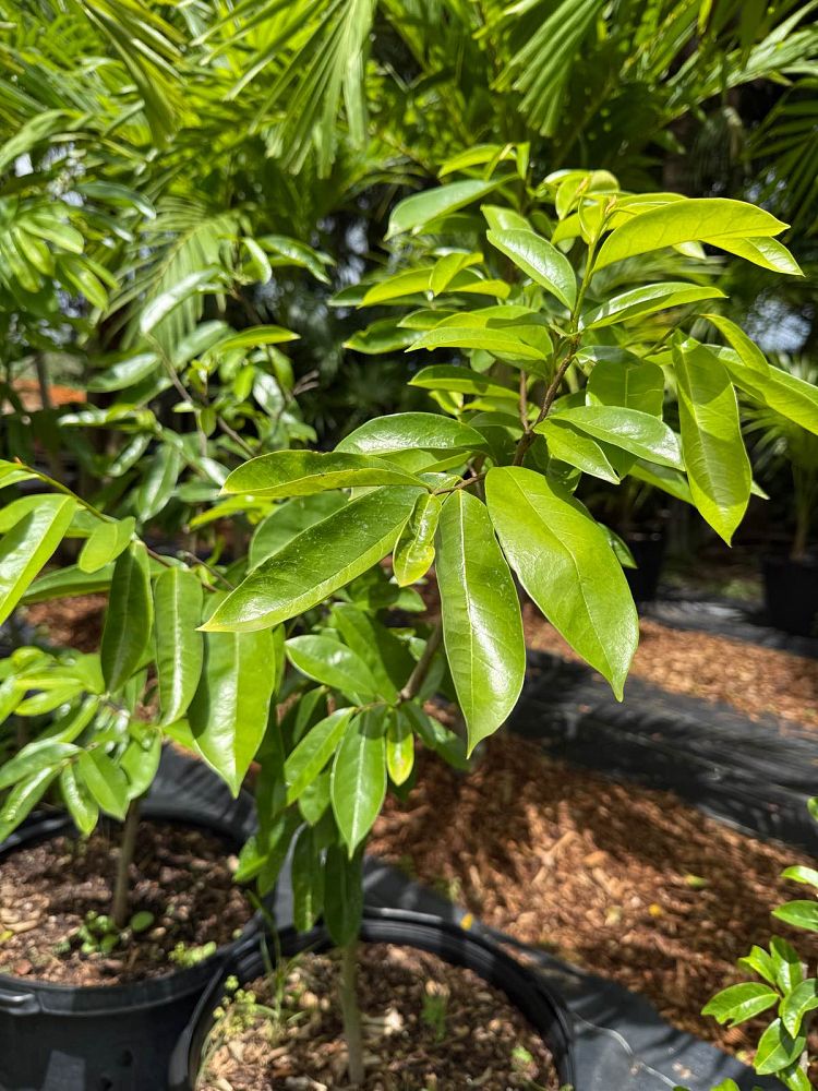 annona-muricata-soursop-guanabana