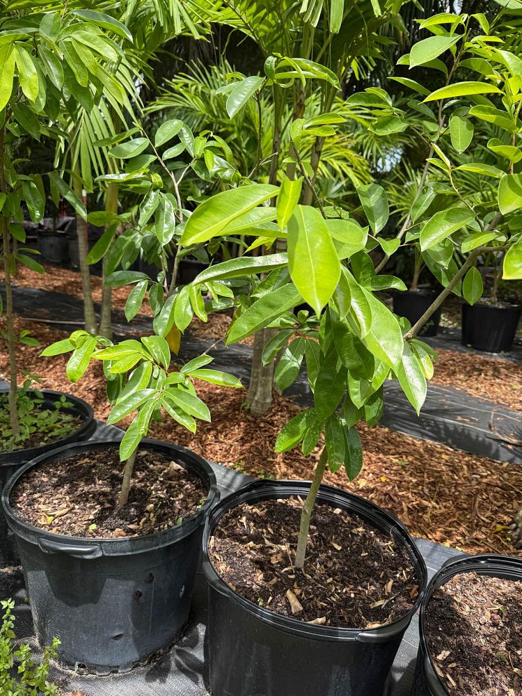 annona-muricata-soursop-guanabana