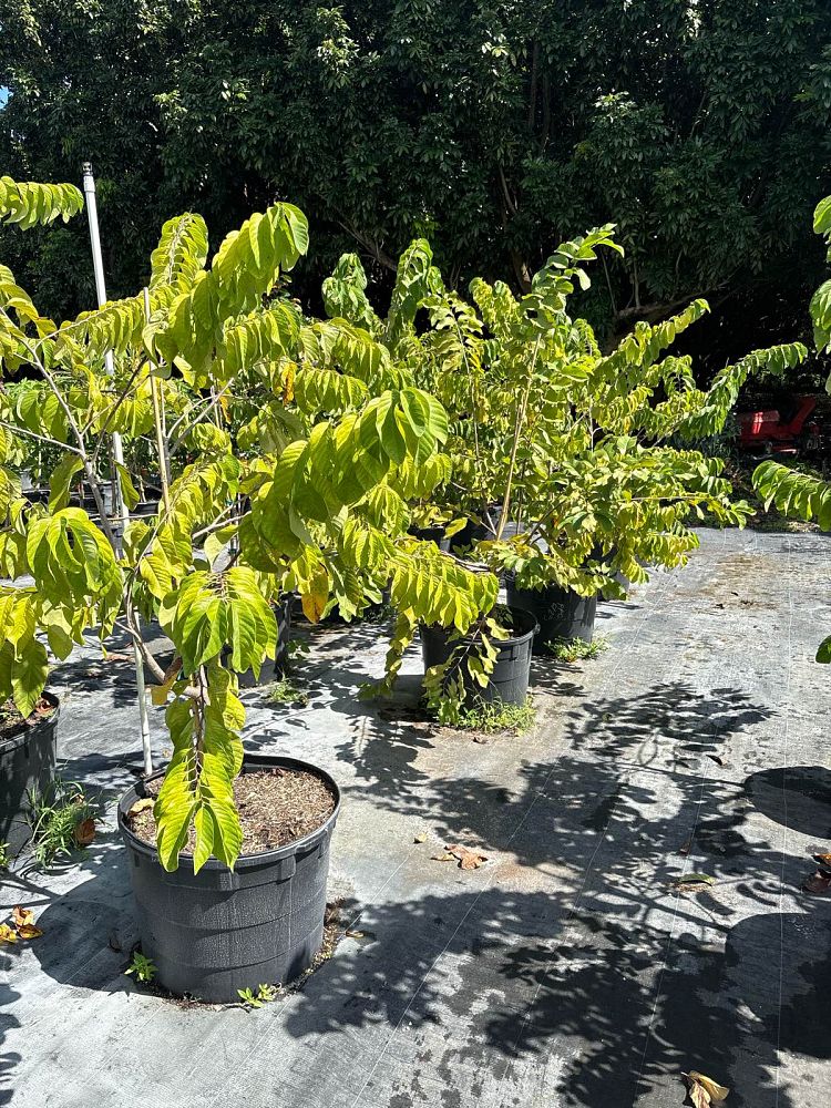 annona-petch-pakchong