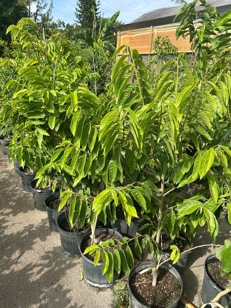 annona-reticulata-custard-apple