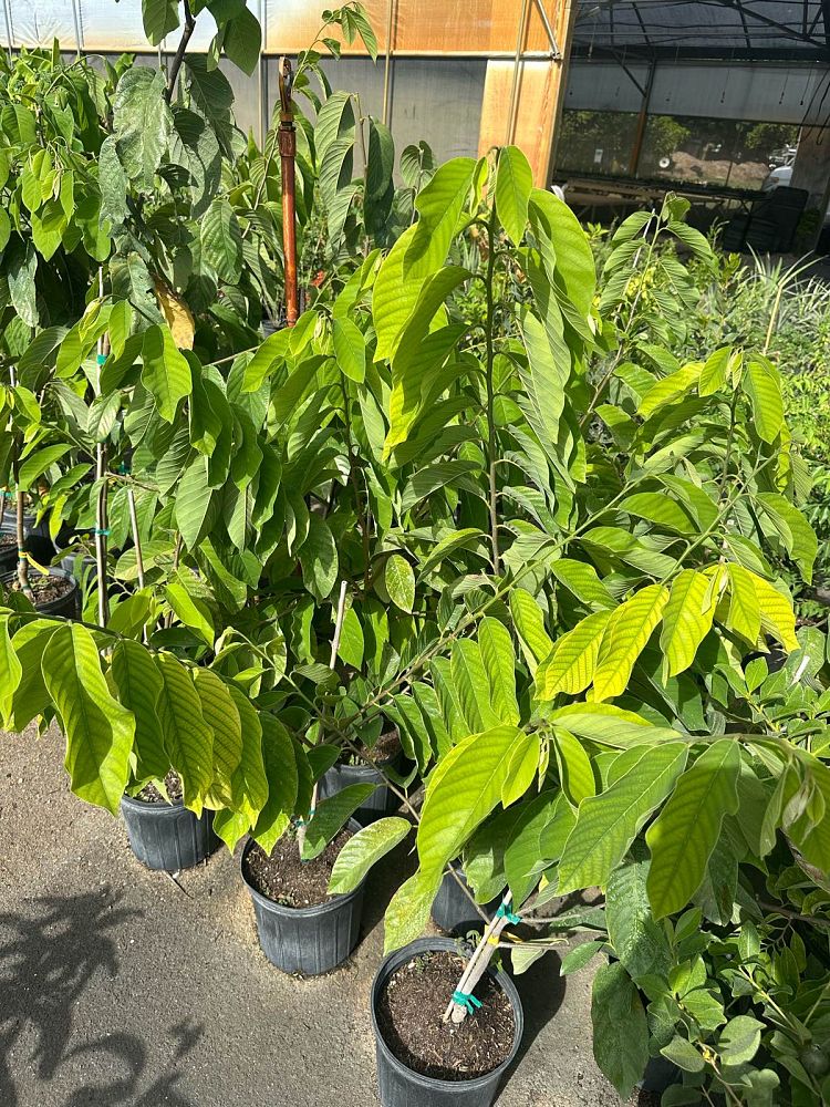 annona-squamosa-cherimola-atemoya