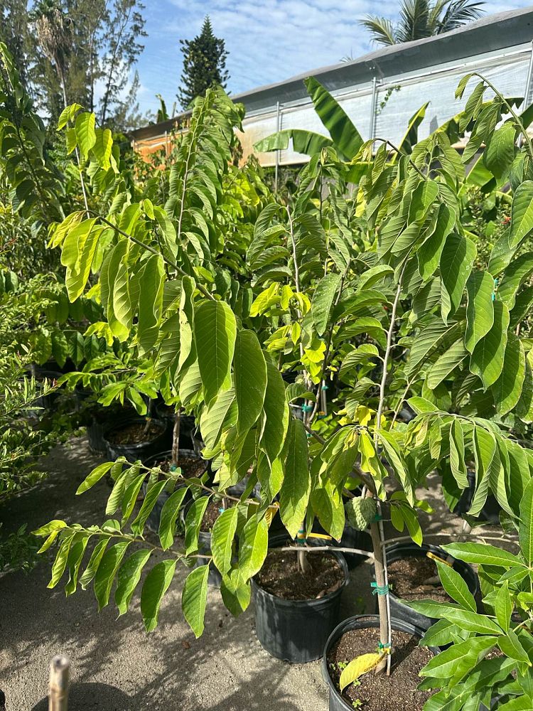 annona-squamosa-cherimola-atemoya