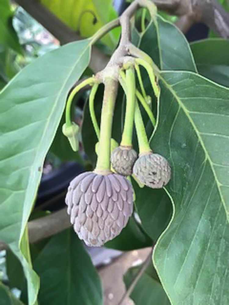annona-squamosa-cherimola-gefner-atemoya