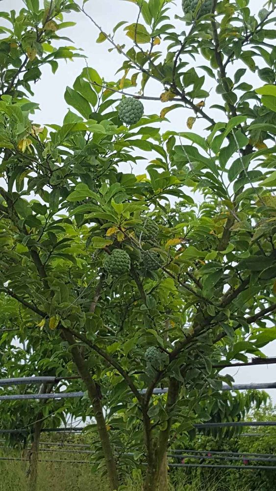 annona-squamosa-sugar-apple