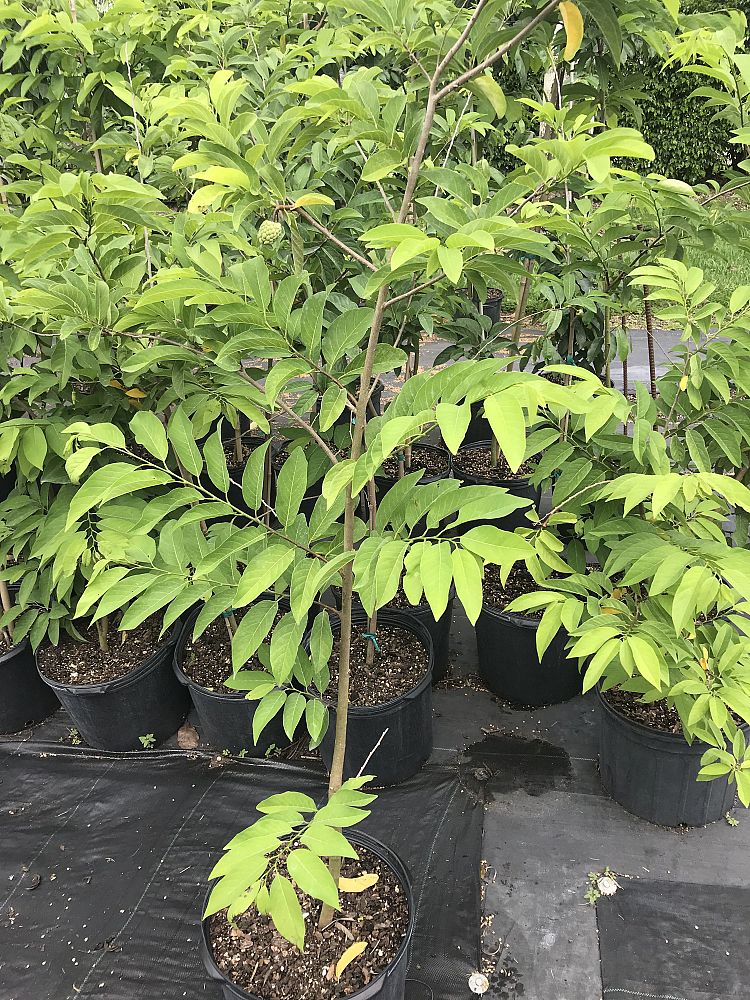 annona-squamosa-sugar-apple