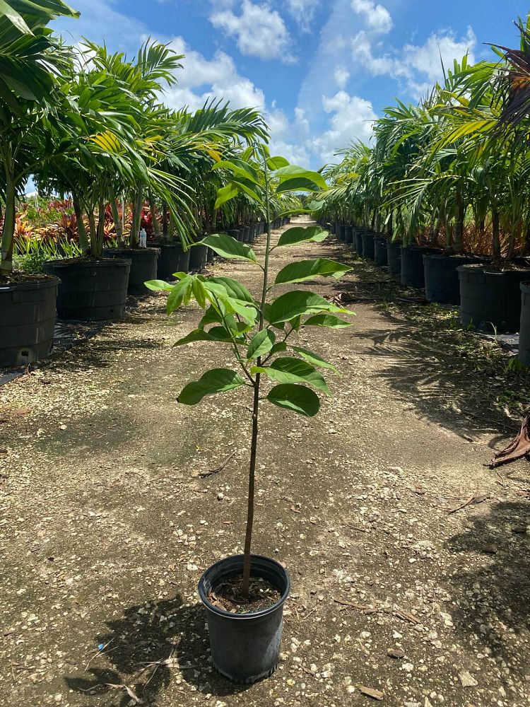 annona-squamosa-sugar-apple