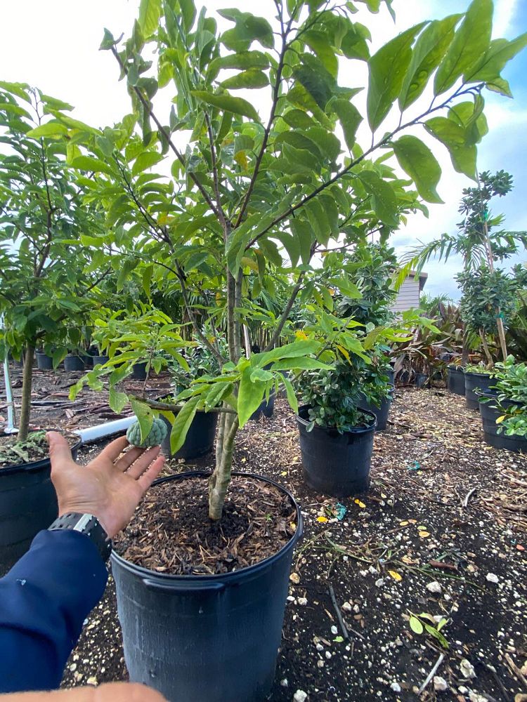 annona-squamosa-sugar-apple