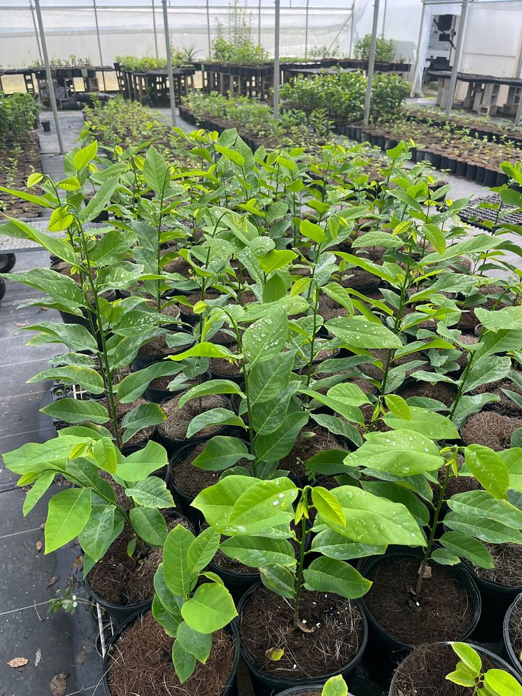 annona-squamosa-sugar-apple
