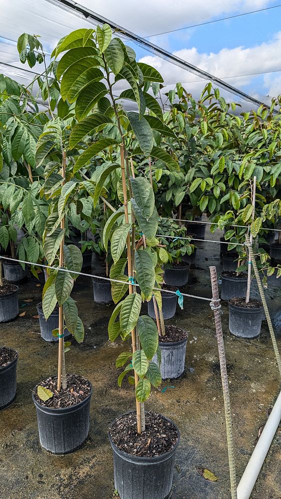 annona-squamosa-sugar-apple