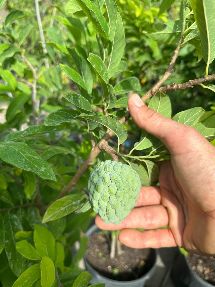annona-squamosa-sugar-apple