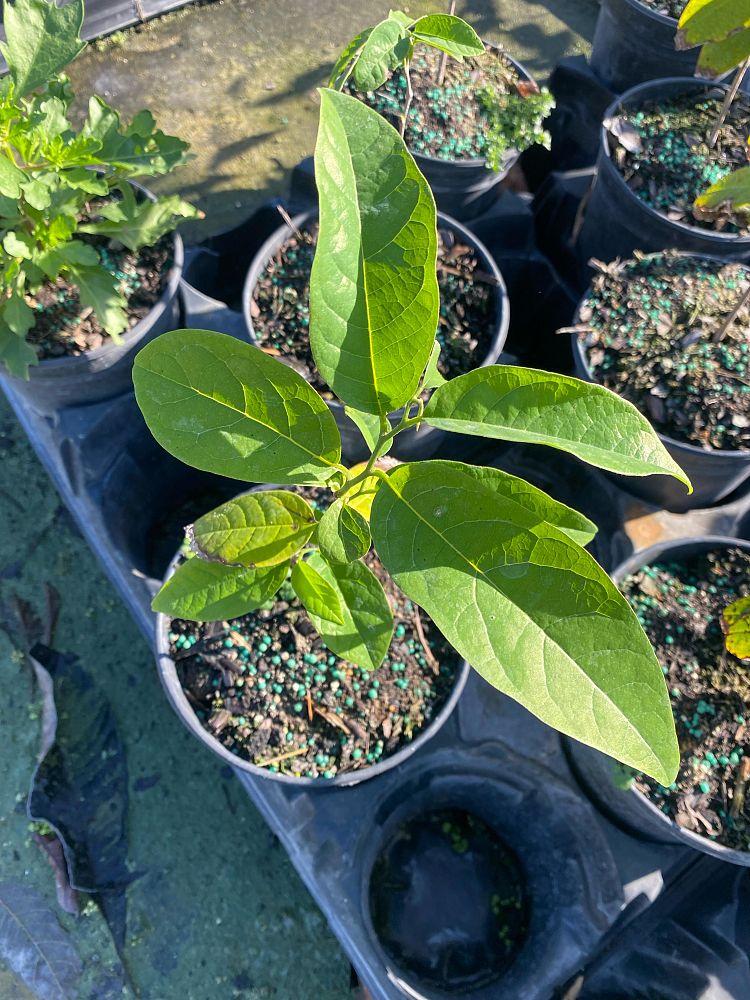 annona-squamosa-sugar-apple