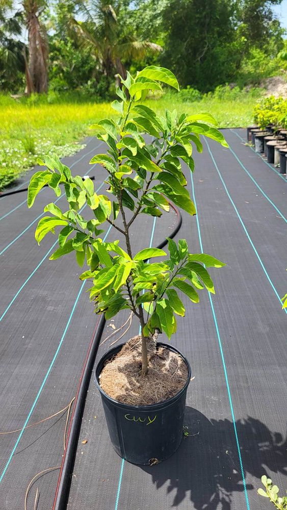 annona-squamosa-sugar-apple